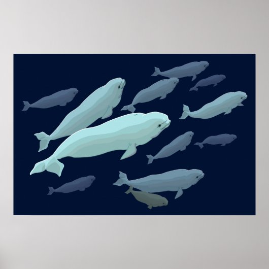 Poster Beluga Whale Art Imprimer Marinelife Whale Peintur (Devant)