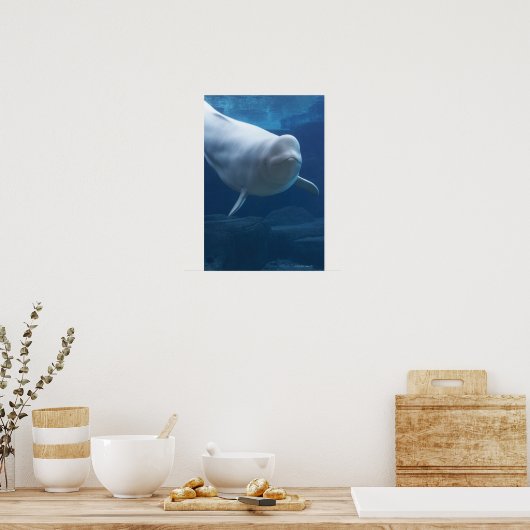 Poster Beluga whale (Delphinapterus leucas) (Cuisine)