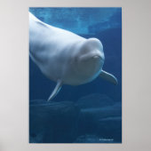 Poster Beluga whale (Delphinapterus leucas) (Devant)