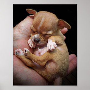 Poster Bénédiction de chiot de chiwawa
