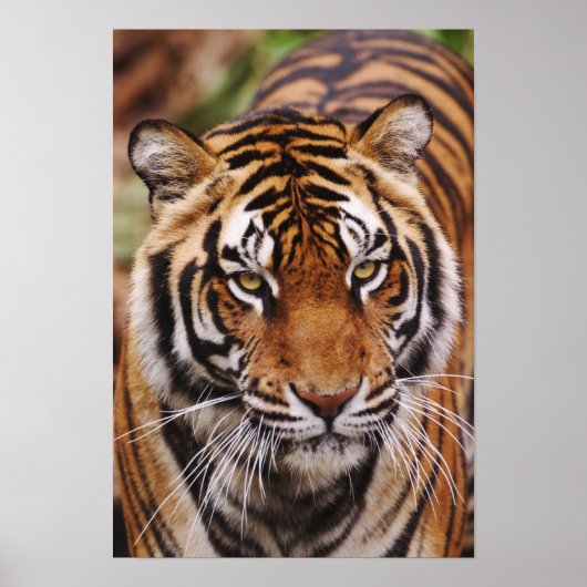 Poster Bengal Tiger, Panthera tigris (Devant)