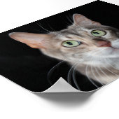 Poster Bengale brun bleu rare Photo de chat (Coin)