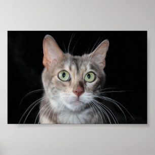 Poster Bengale brun bleu rare Photo de chat