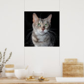 Poster Bengale brun bleu rare Photo de chat (Cuisine)