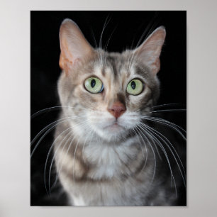 Poster Bengale brun bleu rare Photo de chat