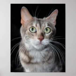 Poster Bengale brun bleu rare Photo de chat