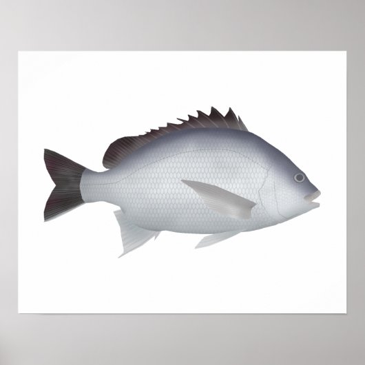 Poster Bengale Yellowfin (Devant)