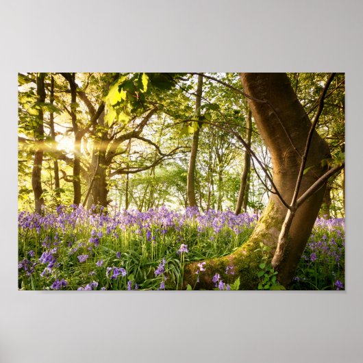 Poster Bent arbre dans la forêt bluebell (Devant)
