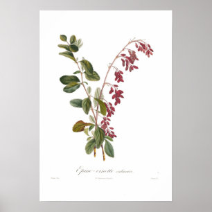 Poster Berbéris