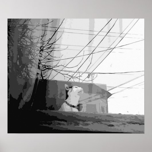 Poster Berceau de chat (Devant)