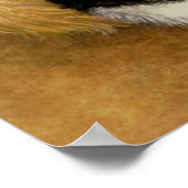 Poster Berceau de chat (Coin)