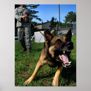 Poster Berger allemand aboiant