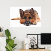 Poster Berger allemand allongé sur un arrière - plan blan (Bureau à domicile)