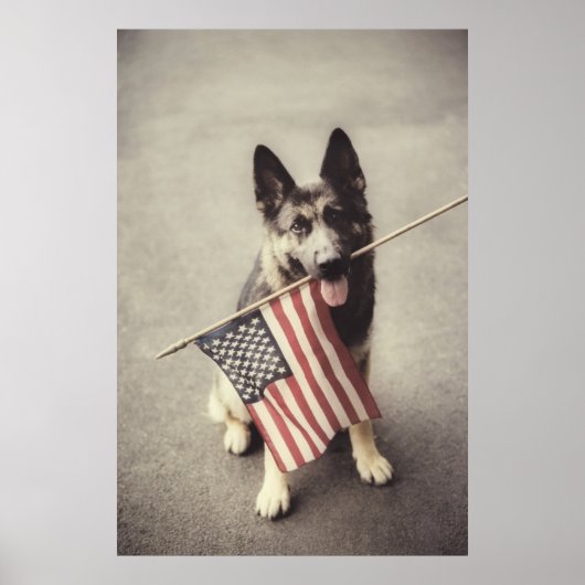 Poster Berger Allemand Avec Drapeau US (Devant)