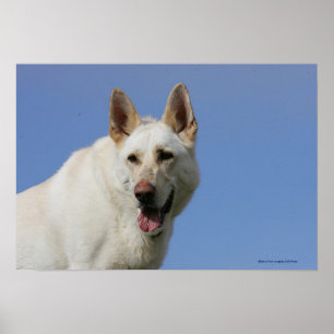 Poster Berger allemand blanc