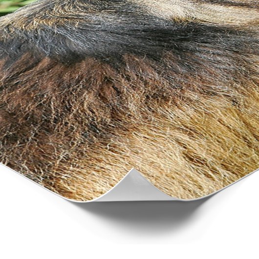 Poster Berger allemand Brown long haïred 1 (Coin)