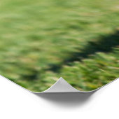 Poster Berger allemand en marche (Coin)