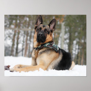 Poster Berger Allemand En Neige