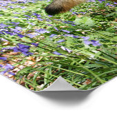 Poster Berger Allemand Laissant tomber (Coin)