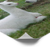 Poster Berger anatolien et Crie alpaga (Coin)