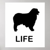 Poster berger australien (Devant)