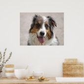 Poster berger australien merle (Cuisine)