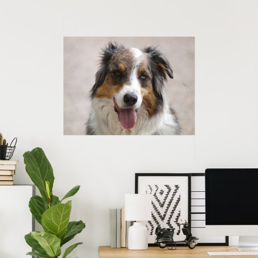 Poster berger australien merle (Bureau à domicile)