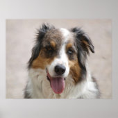 Poster berger australien merle (Devant)