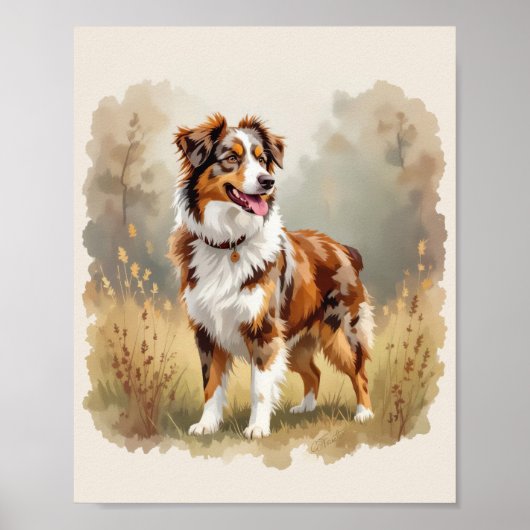 Poster Berger Australien Red Merle Aussie (Devant)