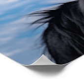 Poster Berger belge Groenendael (Coin)