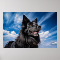 Berger belge Groenendael