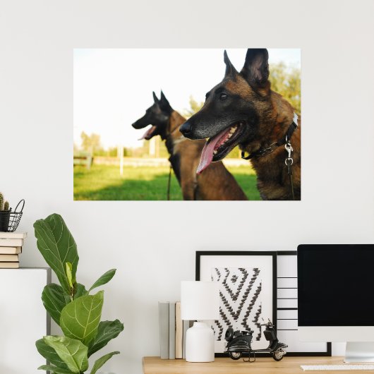 Poster berger belge malinois (Bureau à domicile)