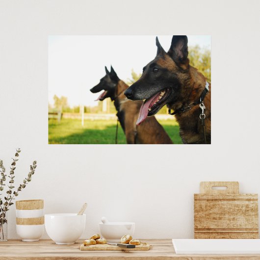 Poster berger belge malinois (Cuisine)