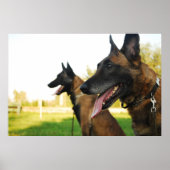 Poster berger belge malinois (Devant)