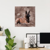 Poster Berger belge malinois - Mechelaar (Bureau à domicile)
