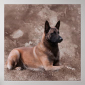 Poster Berger belge malinois - Mechelaar (Devant)