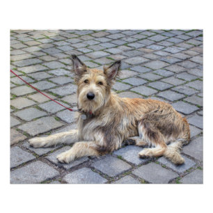 Poster Berger de Picardie