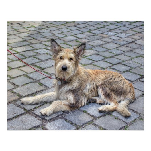 Poster Berger de Picardie (Devant)