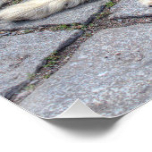 Poster Berger de Picardie (Coin)