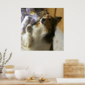 Poster Berger des Shetland qui mendie (Cuisine)