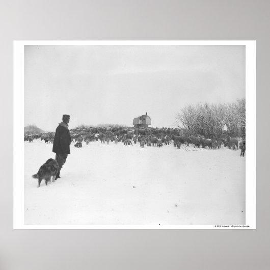 Poster Berger et chien au camp des moutons (Devant)