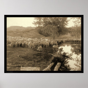 Poster Berger et troupeau Dakota du Sud 1891