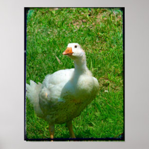 Poster Bernard