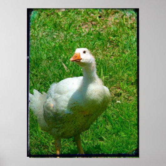 Poster Bernard (Devant)