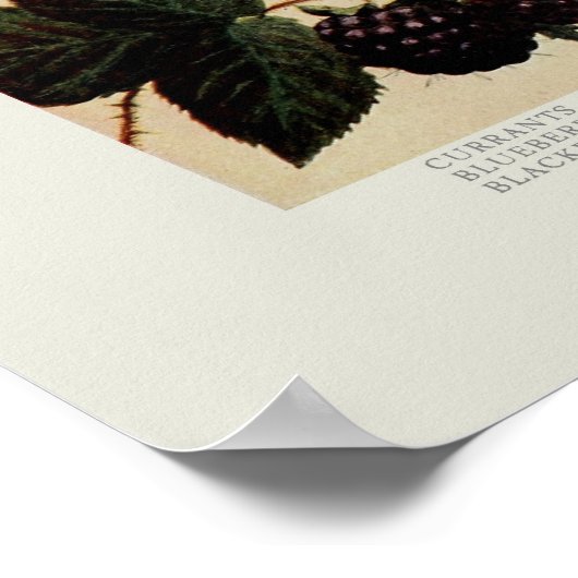 Poster Berries (Coin)