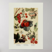 Poster Berries (Devant)