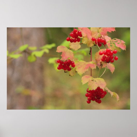 Poster Berries d'automne Imprimer (Devant)