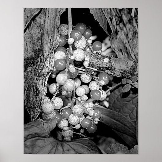 Poster Berries En Nature Noire Et Blanche (Devant)