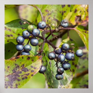Poster Berries on a Branch