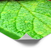 Poster Berries Rouges Avec Raindrop Nature (Coin)